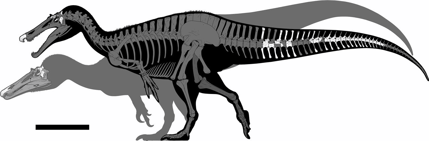 维塞克斯组的全新棘龙类或为棘龙类的起源提供新线索
