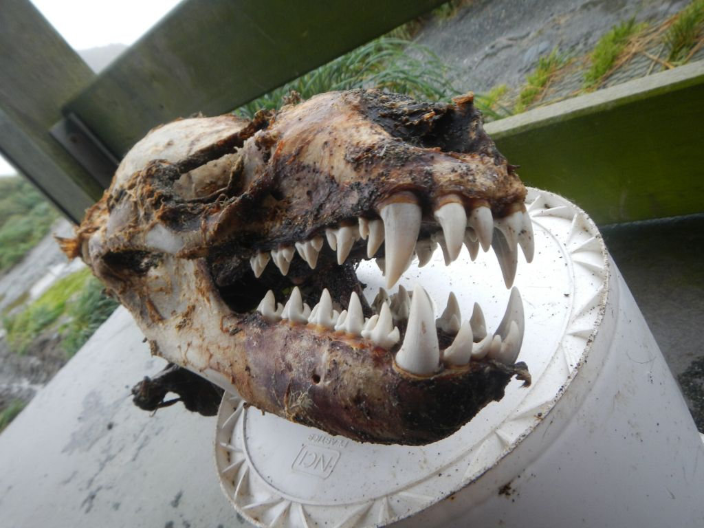 豹海豹强悍的犬齿和特色的臼齿