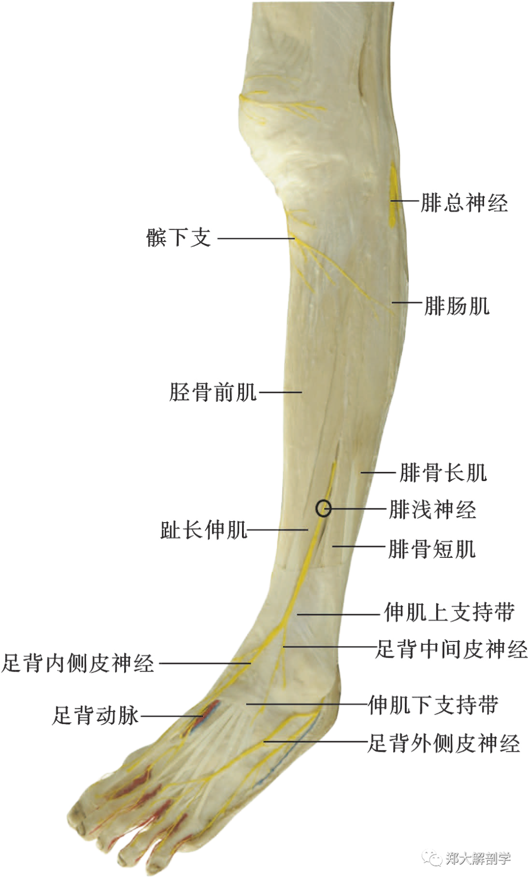 腓骨肌管:腓骨长肌上部及其周围筋膜和腓骨颈组成,治疗定点在腓骨长肌