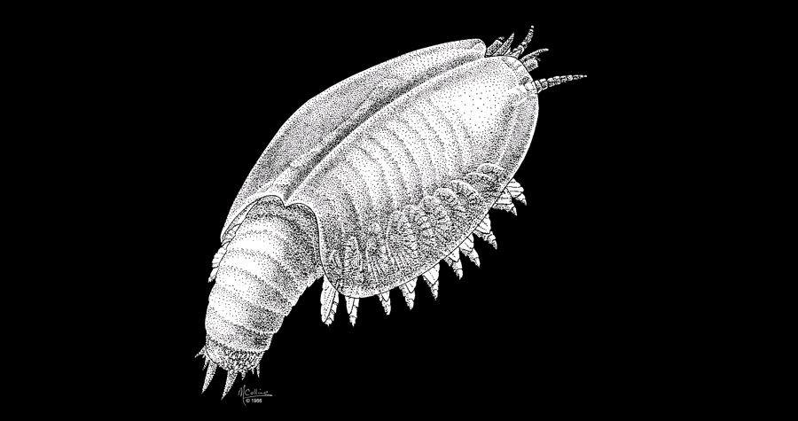 寒武纪古生物—加拿大盾虫