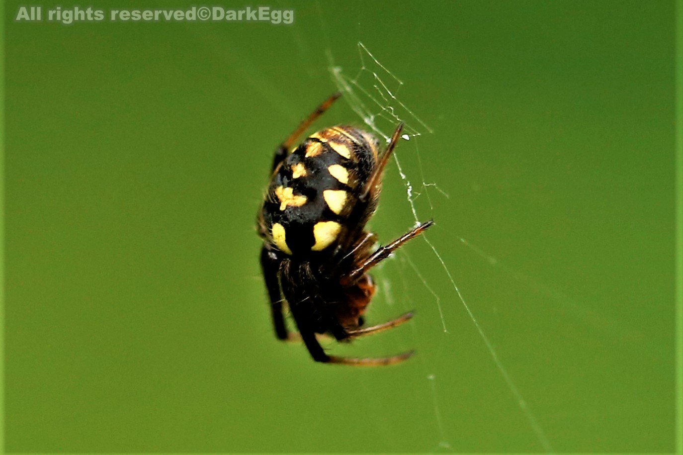 黄斑园蛛 araneus ejusmodi