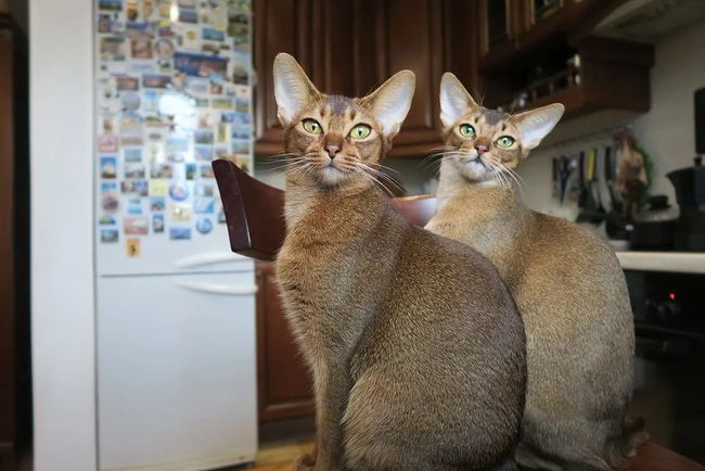 2 美国短毛猫