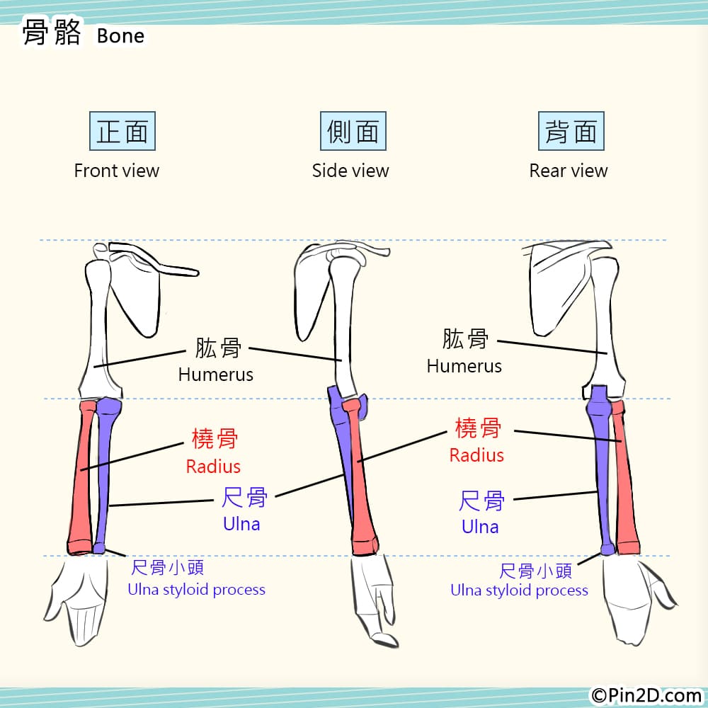 【乾货向】轻松学男性手臂肌肉(11p)|电绘狂教程第17回