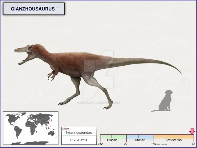 虔州龙复原图 中华 虔州龙 qianzhousaurus sinensis 分类 兽脚亚目