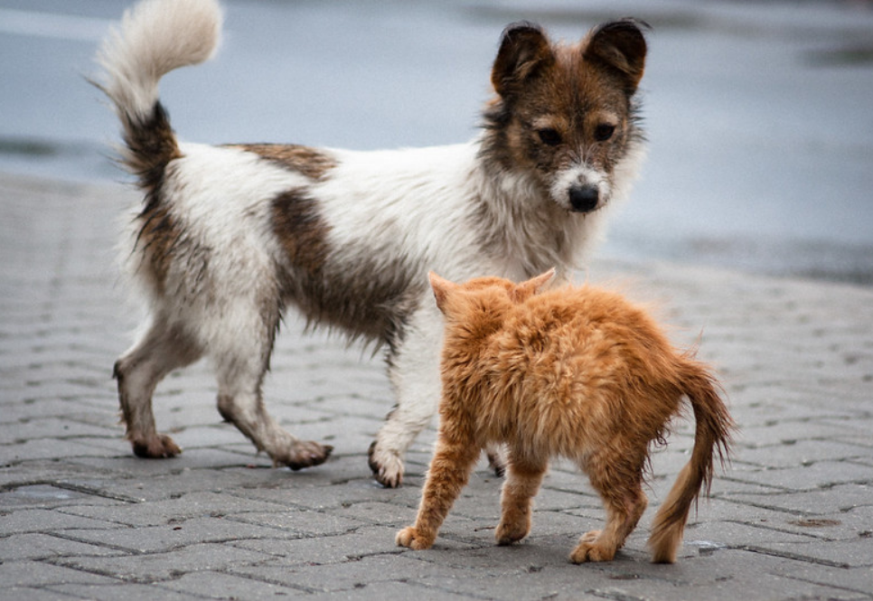 家有猫狗很温馨?先养猫咪再养狗,掐架几率大很多,要不你试试?