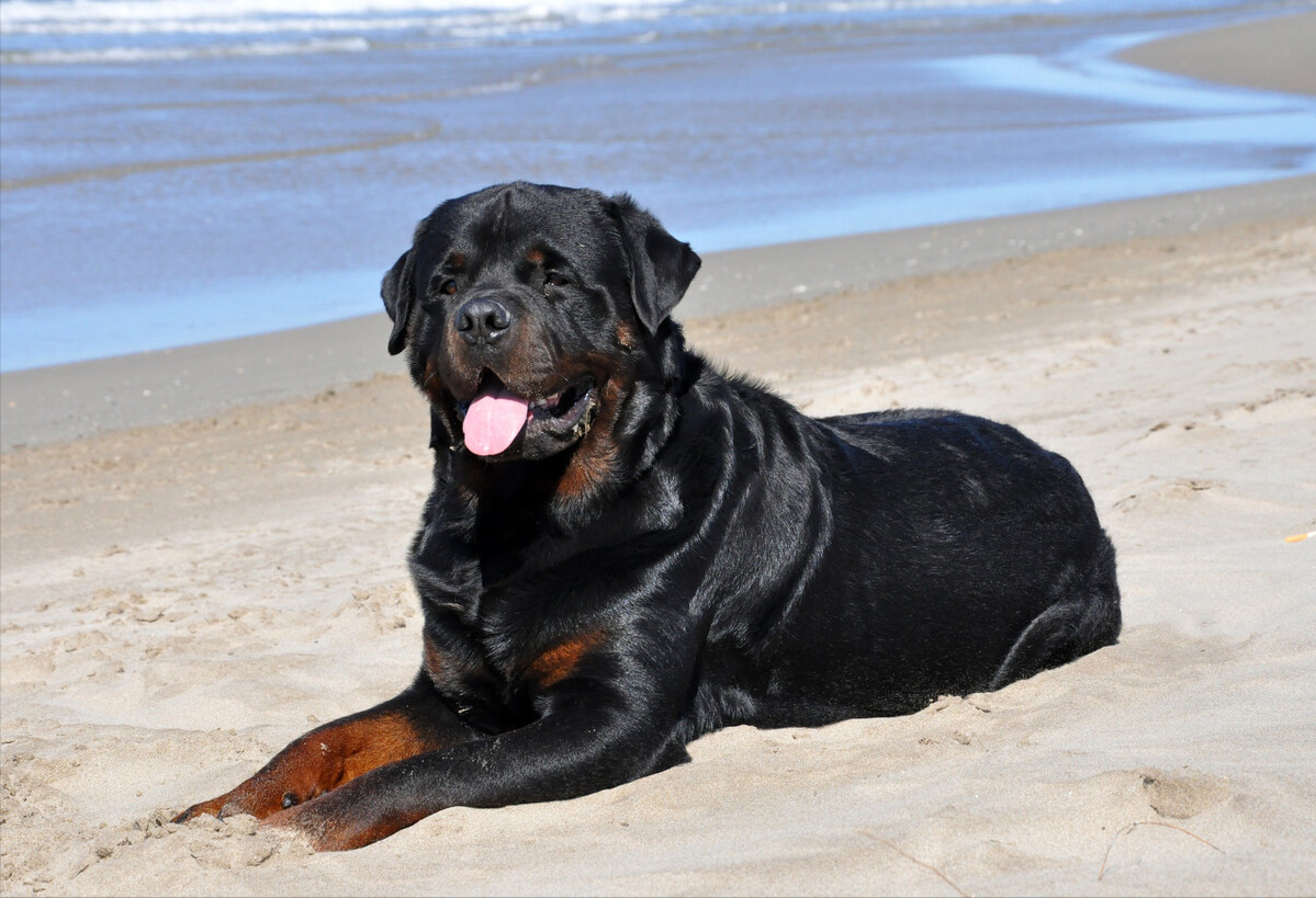 养宠须知:盘点罗威纳的几个优缺点