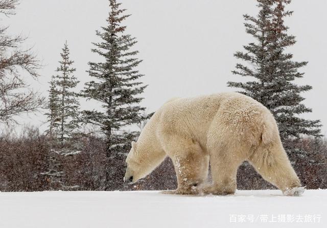 当北极熊遇到狼 吹北极熊一掌一只老虎的看看