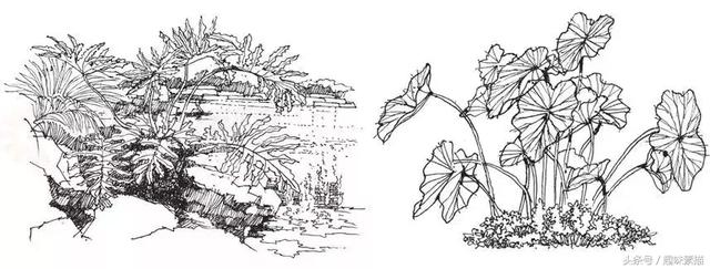 练完这些植物手绘,麻麻再也不用担心我画不好风景速写啦!