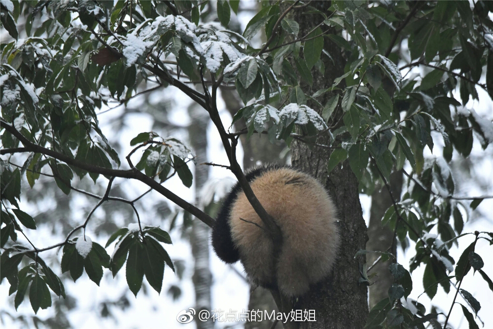 【大熊猫】一大波毛毛熊正在爬树哎,嗨呀嗨呀,爬不上去(ω)hiahiah