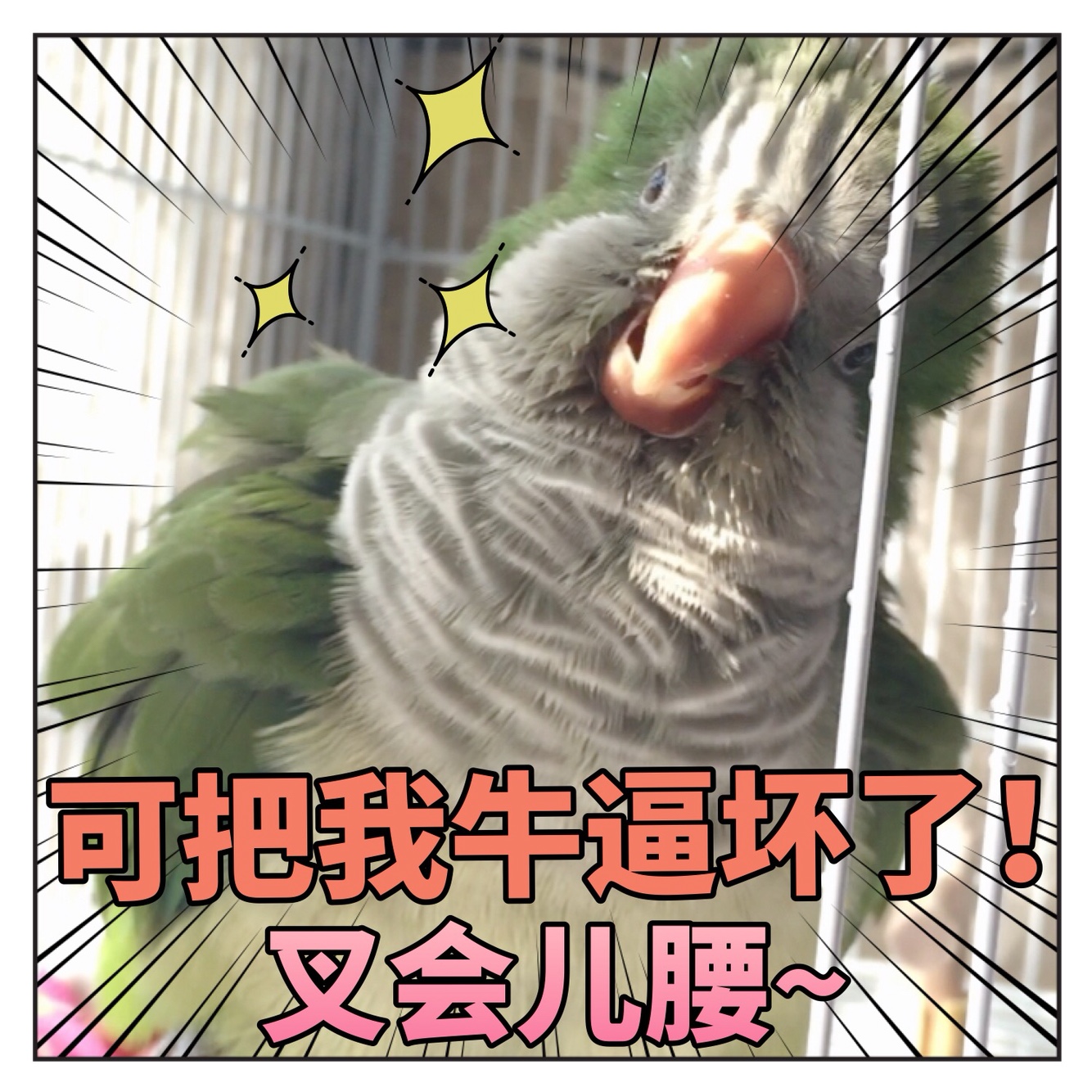 揪是这只鸟沙雕鹦鹉表情包6