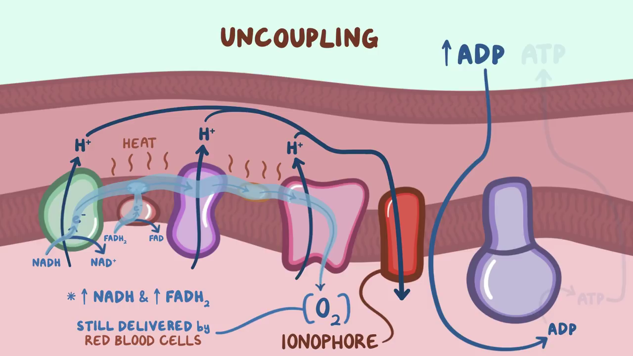 安德烈瑞欧那朵玫瑰小提琴曲谱(3)