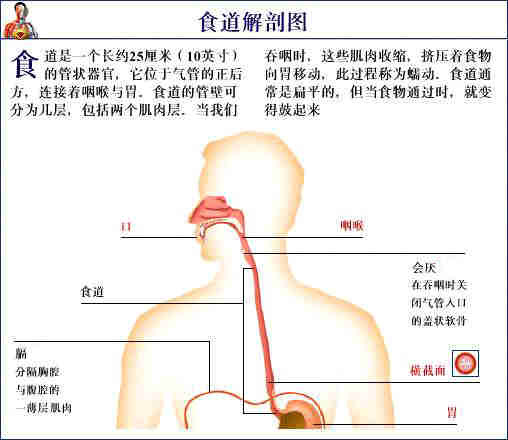 史上最全的人体(组织器官)全图