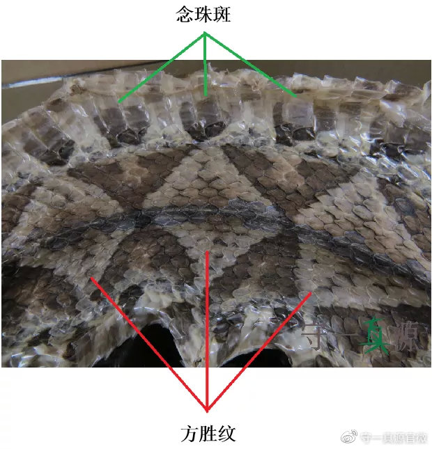 蕲蛇从方胜纹到麦穗纹的鉴别发展