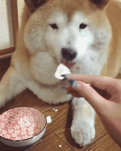 看这只柴犬,都被喂出屁股一样的下巴了!