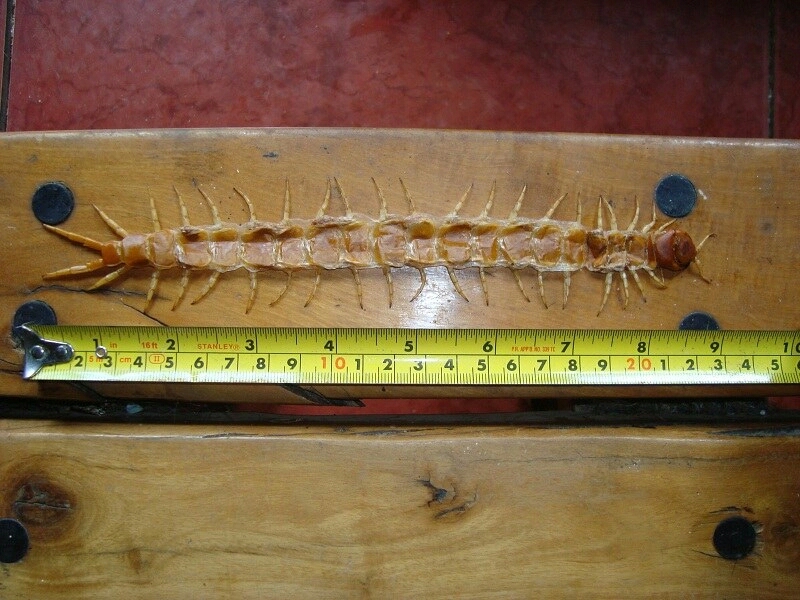 【蜈蚣之最系列】分布最广-赤蜈蚣 scolopendra morsitans