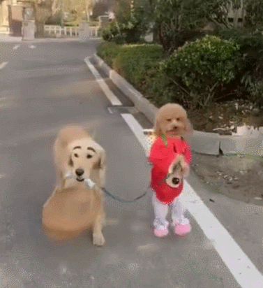 狗狗从前属于群居动物,泰迪也不例外,它们做什么都会在一起,从不觉得