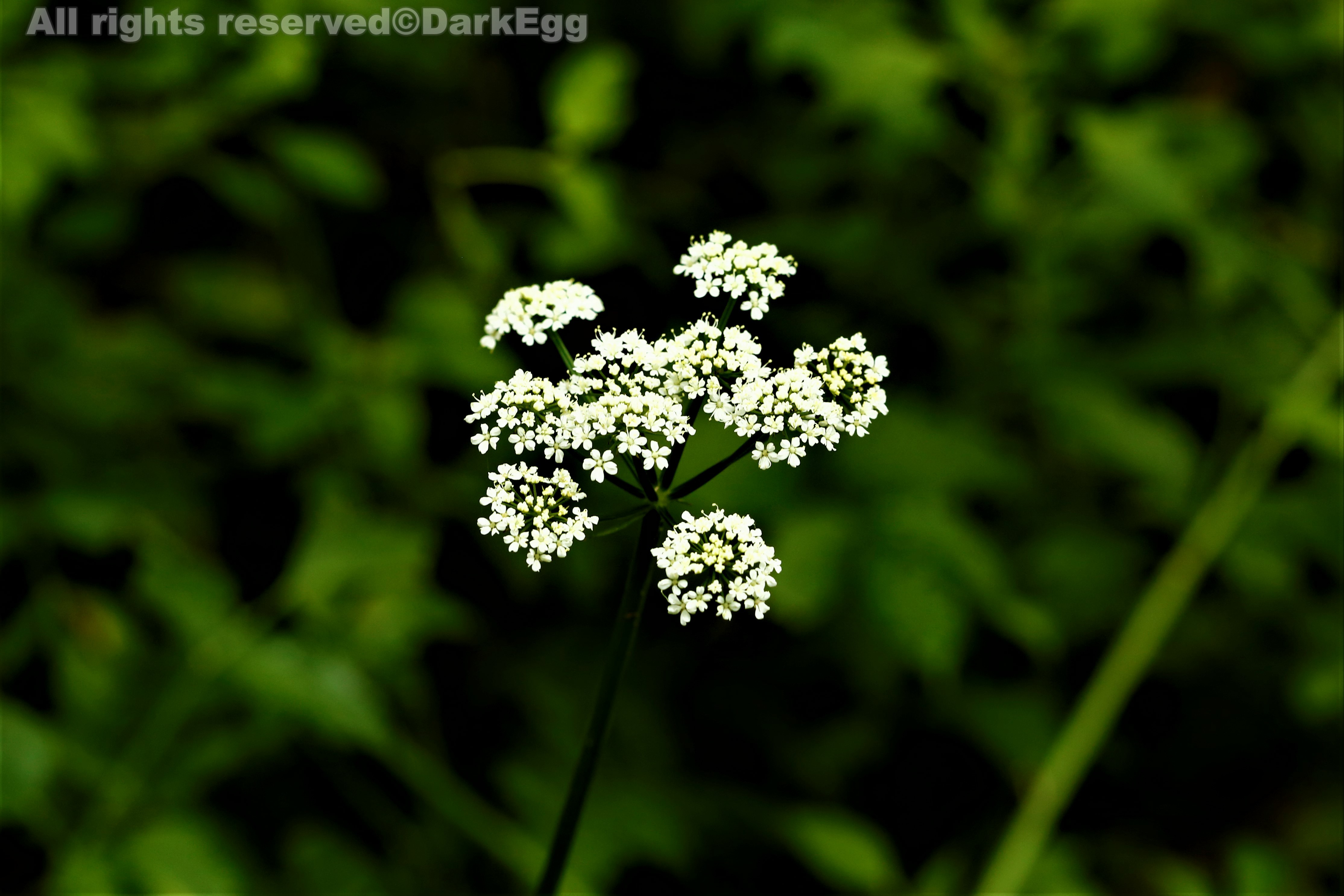 前胡 peucedanum praeruptorum