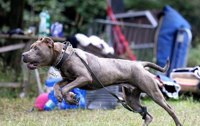 中国本土的5种猛犬你知道几种第五种曾经还是宫廷专用犬