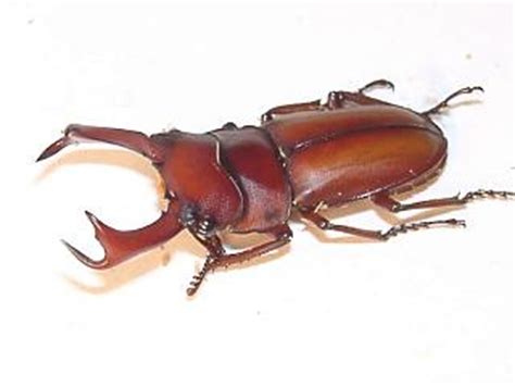 Dorcus属锹甲的分类与分歧