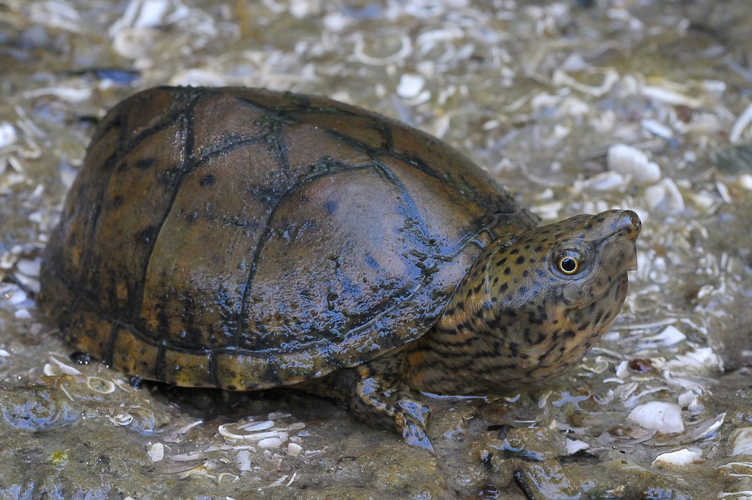 盘点下我最喜欢的小麝香龟属