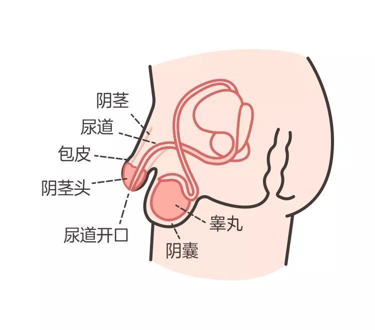 隐睾和睾丸扭转 隐睾是指睾丸没有下降至阴囊,也就是说摸不着蛋!