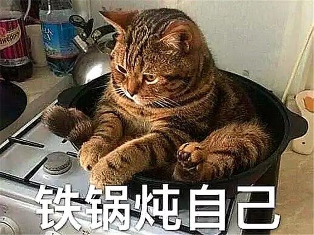 猫咪不爱睡床喜好铁锅,铲屎官见后很无奈