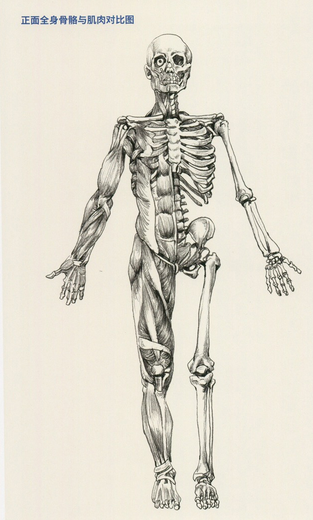 背面全身骨骼与肌内对比图