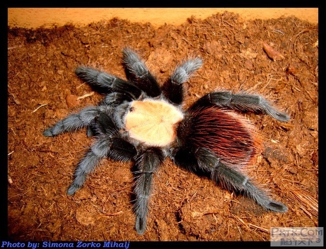 短尾蛛属(brachypelma): 墨西哥金背红尾短毛蛛(brachyp