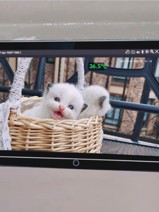 布偶猫小知识如果你还不了解这些知识说明你不够爱布偶猫