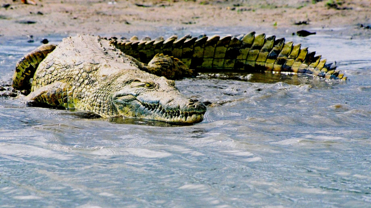 【其它生物】鳄目(crocodilia/crocodylia owen, 1842