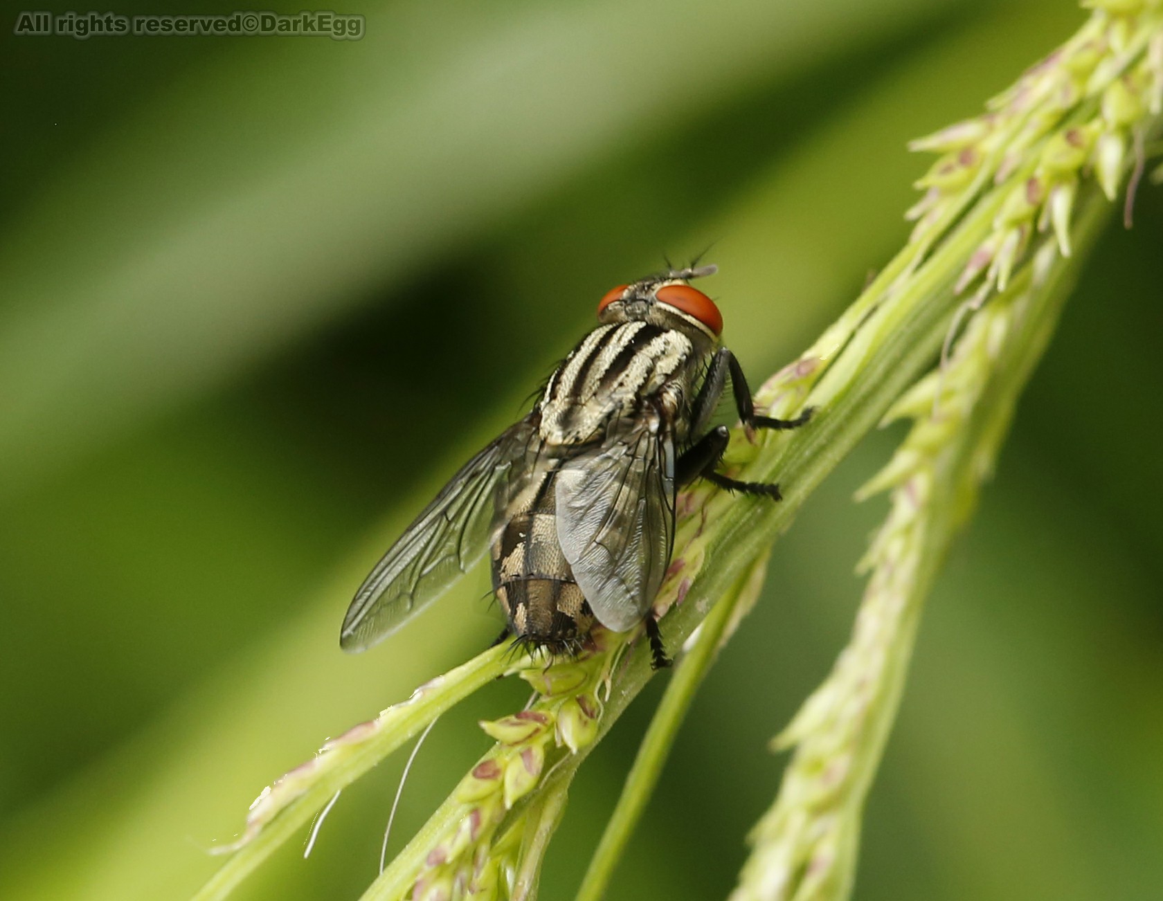 棕尾麻蝇 sacrophaga peregrina