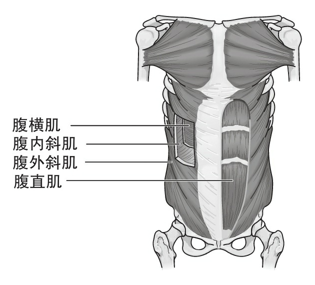 图1 深腹部肌肉的前视图