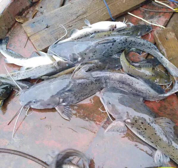 芝麻剑鱼,这可是最贵的淡水鱼品种之一.