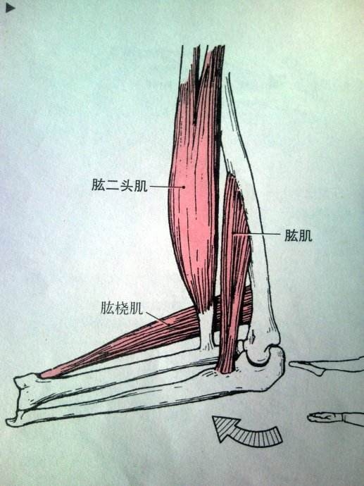 正握引体向上更有效地刺激到了一个肘关节屈肌--肱桡肌(brachio