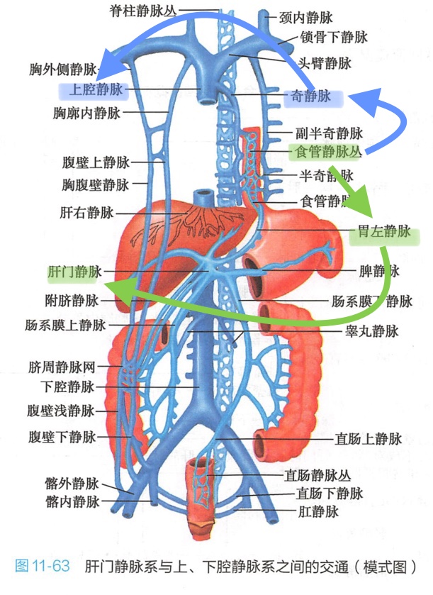 直肠静脉丛(熟悉) 直肠静脉丛直肠上静脉肠系膜下静脉脾静脉门静脉或