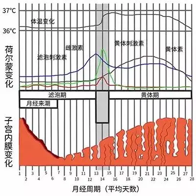 在大姨妈来临前的排卵期和黄体期，女性的基础代谢量确实会提高，但仅提