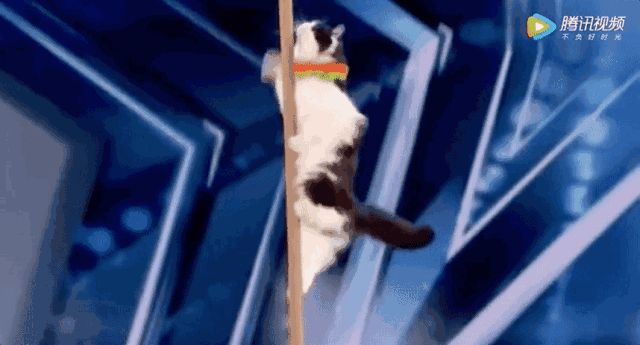 640_345gif 动态图 动图