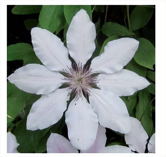 花朵的隐秘几何4:暴力拆解花朵的几何结构 (从6瓣到13瓣)