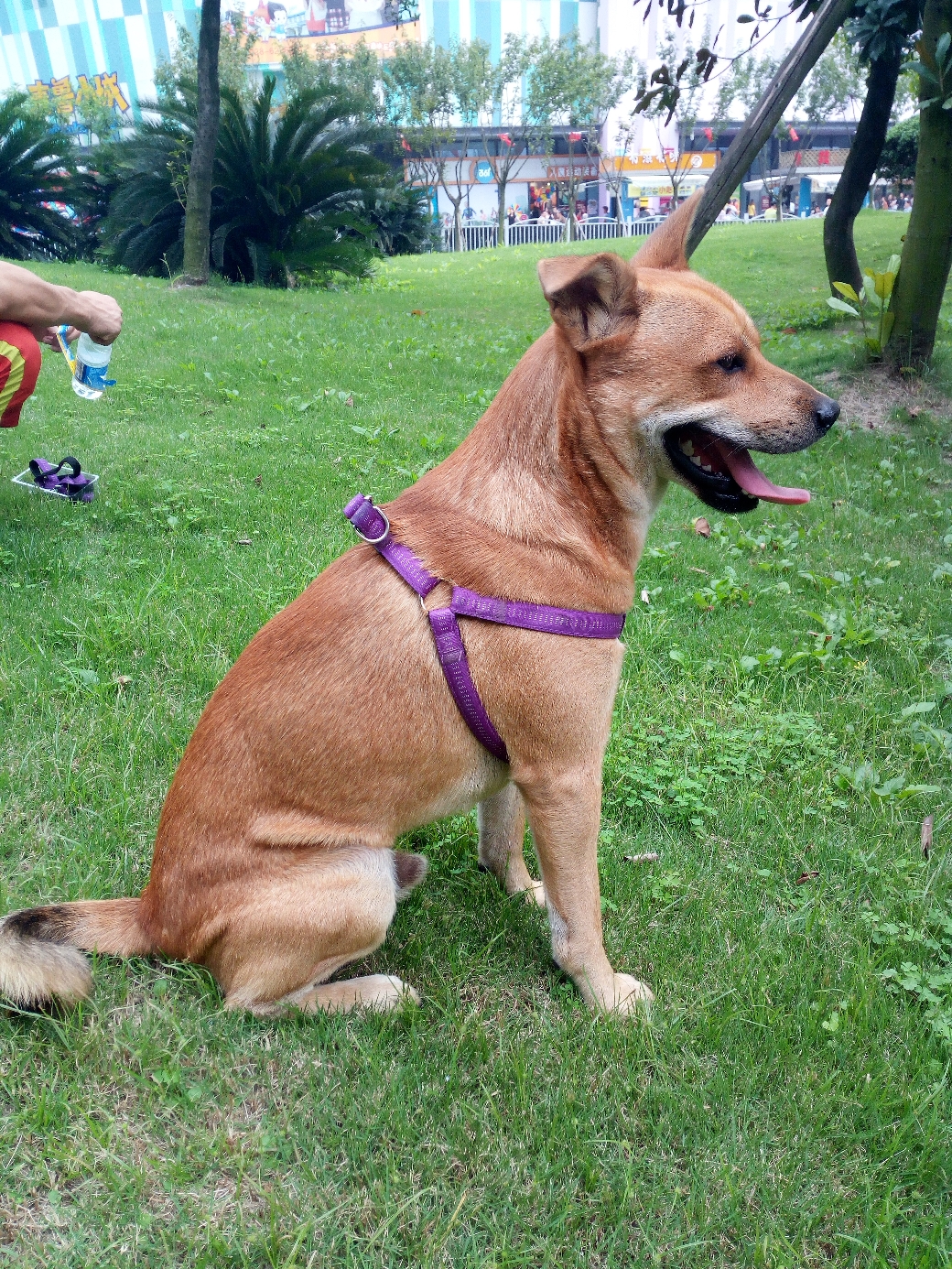 立耳土狗 9c6307d19beb9622b2112d44772313a0a77e9083.jpg