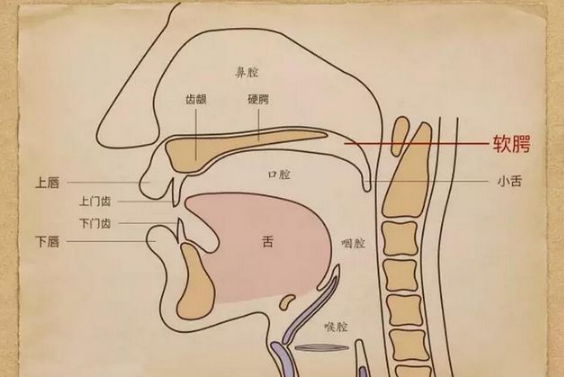 零基础学唱歌如何才能做到良好的口腔共鸣,让你唱歌好听的一个技巧!