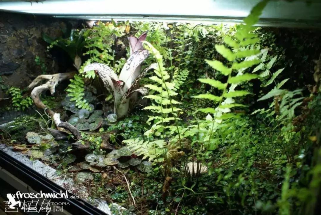 言植空间,植物科普,雨林造景,雨林缸,这些雨林缸:空缸