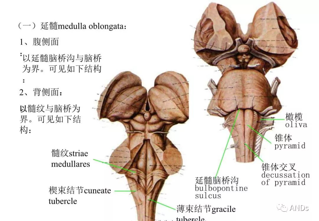 脑干腹侧面