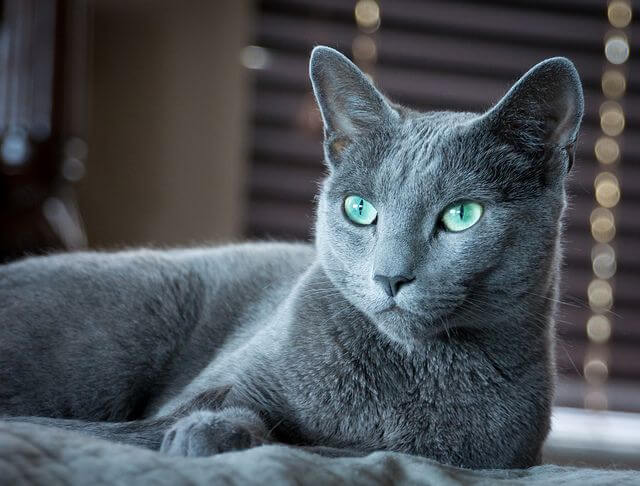 萌宠星球俄罗斯蓝猫