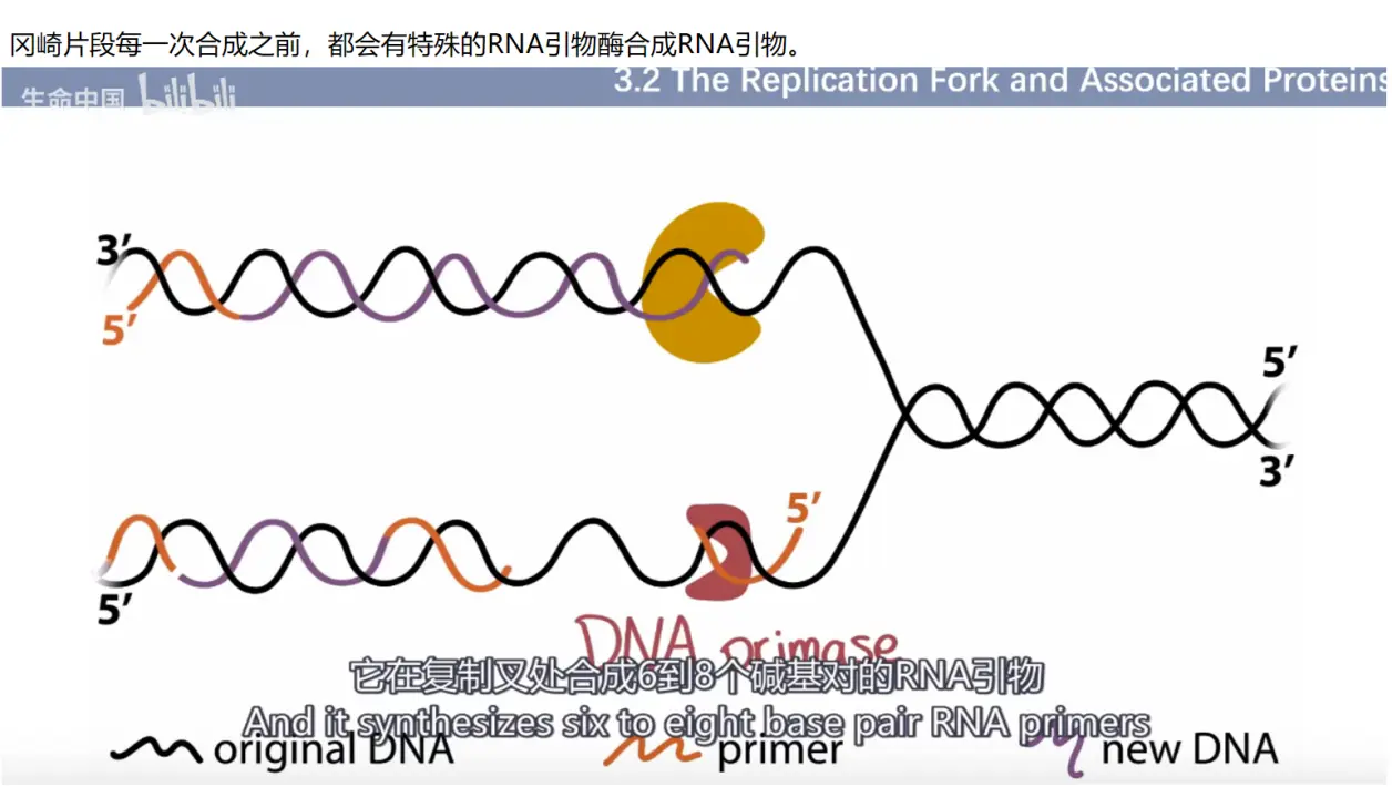 mit 分子生物学 part1 3.2 dna聚合酶和它结合的蛋白质
