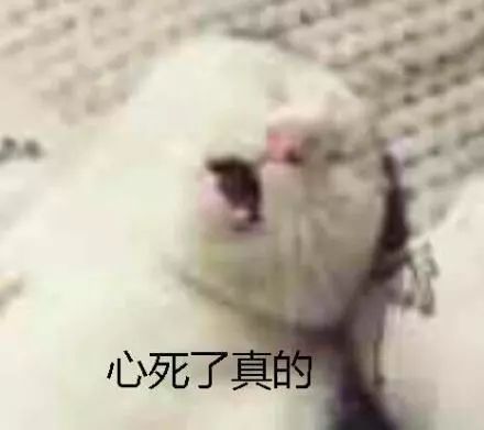 是心动的感觉!粉粉的爪爪也太萌了吧!