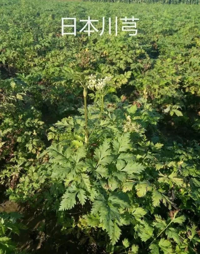 川芎的根茎从中国引入,在日本栽培成功后育得的品种,现主产地为北海道