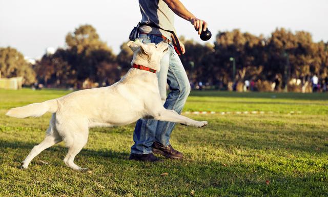 玩耍对狗狗有多重要?跟狗狗玩耍的时候,主人要懂的知识