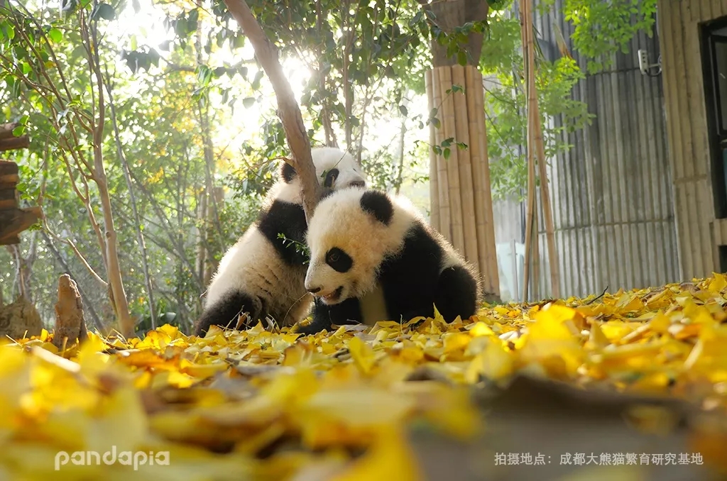 【转】情人节到了,但是没人陪(pandapia)