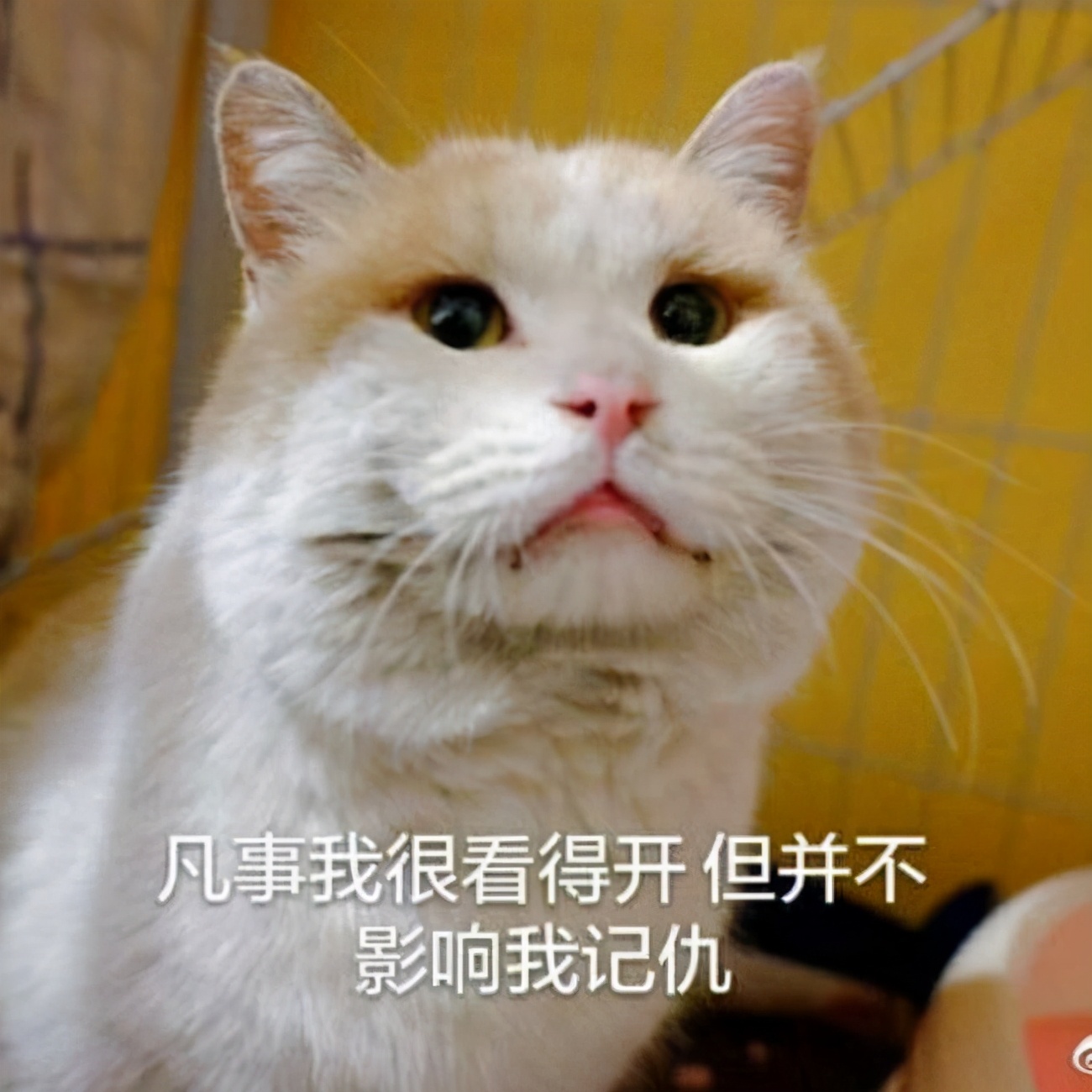 "高智商"的猫咪,会有这些特征,养到就偷着乐吧