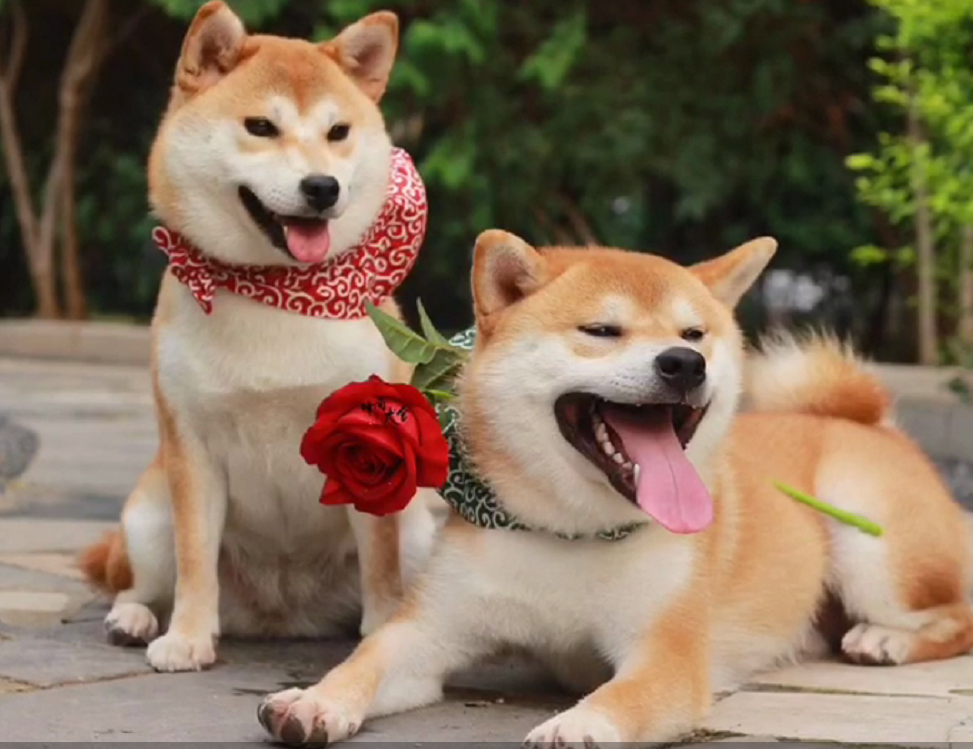 怎样才能挑选一只好的柴犬呢如何避坑